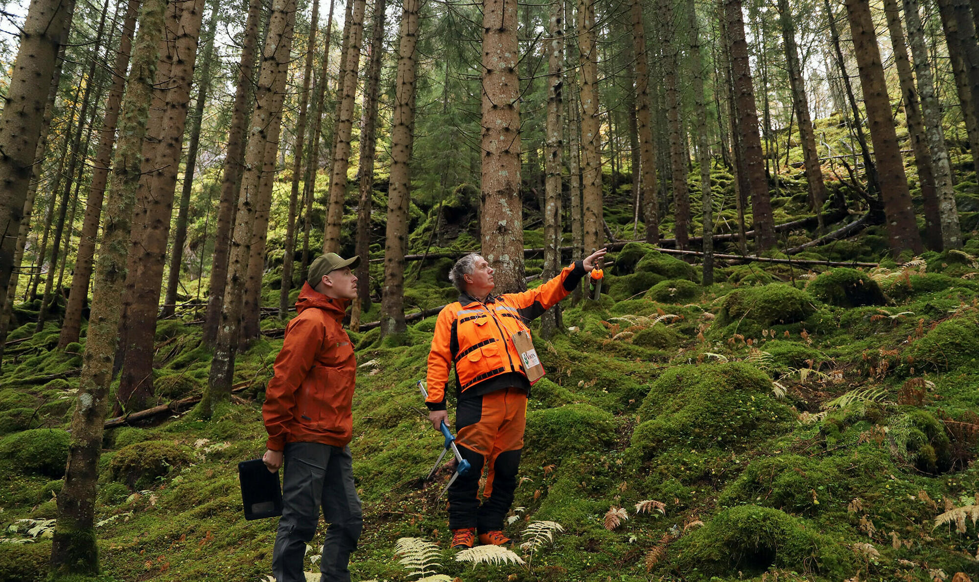 MANGE HØYE GRANTRÆR: Skogfaglig konsulent Håvard Venås (til venstre) og stolpesyner Per Arne Volden har tatt en grundig gjennomgang i denne skogen på Flemma på Romsdalshalvøya for å finne så mange stolpeemner som mulig. Foto: Bjørn H. Pettersen